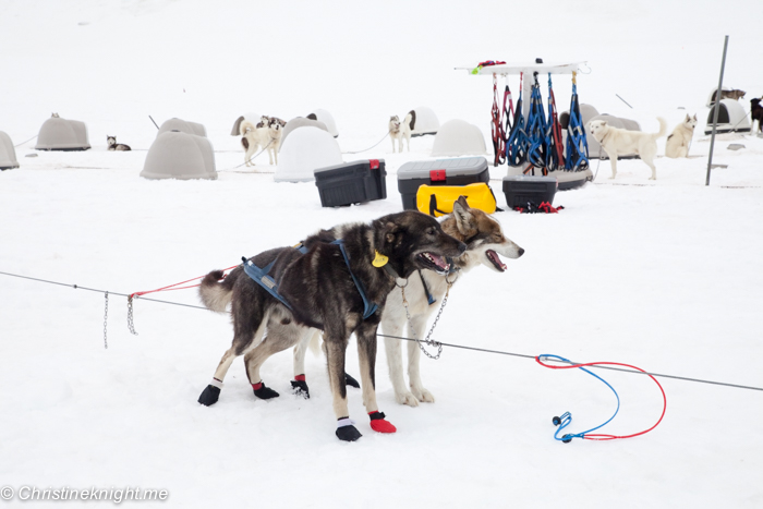 Dog Sledding In Juneau on the Norris Glacier Alaska