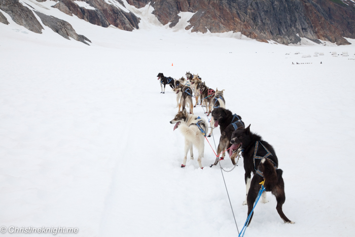 Dog Sledding In Juneau on the Norris Glacier Alaska