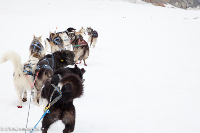 Dog Sledding In Juneau on the Norris Glacier Alaska