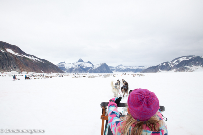 Dog Sledding In Juneau on the Norris Glacier Alaska