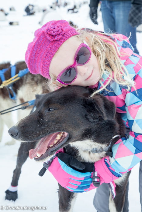 Dog Sledding In Juneau on the Norris Glacier Alaska