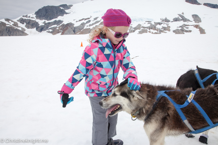 Dog Sledding In Juneau on the Norris Glacier Alaska