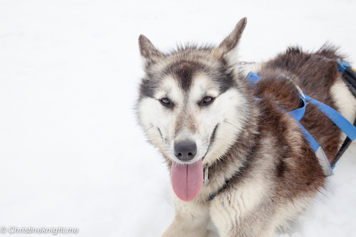 Dog Sledding In Juneau on the Norris Glacier Alaska