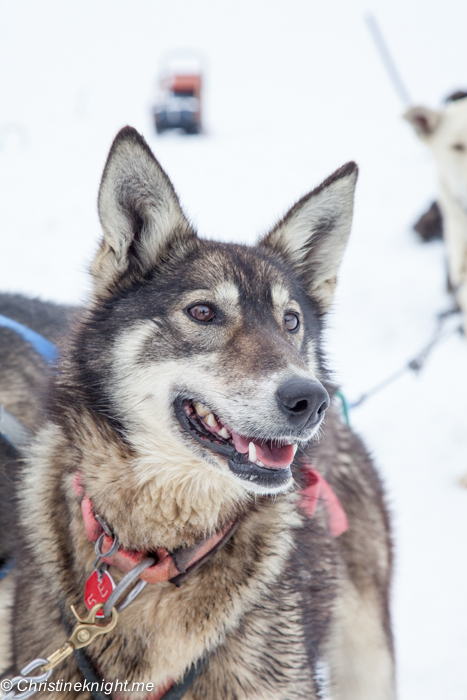 Dog Sledding In Juneau on the Norris Glacier Alaska