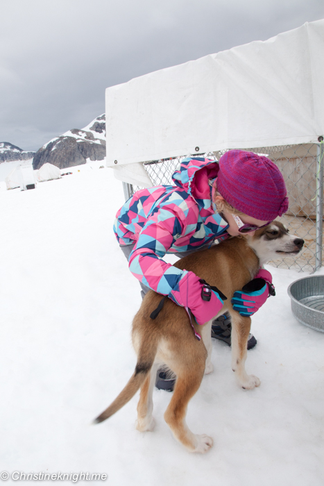 Dog Sledding In Juneau on the Norris Glacier Alaska