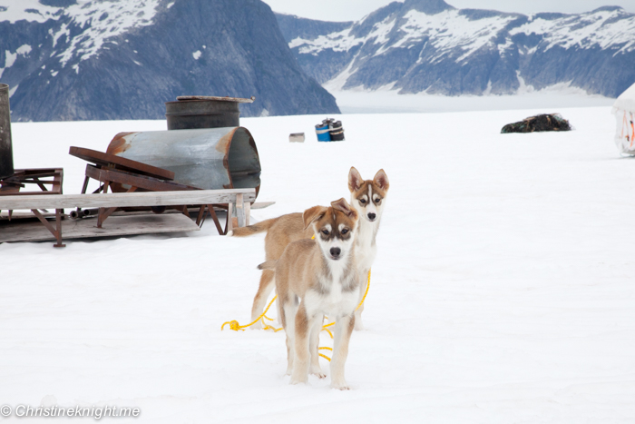 Dog Sledding In Juneau on the Norris Glacier Alaska