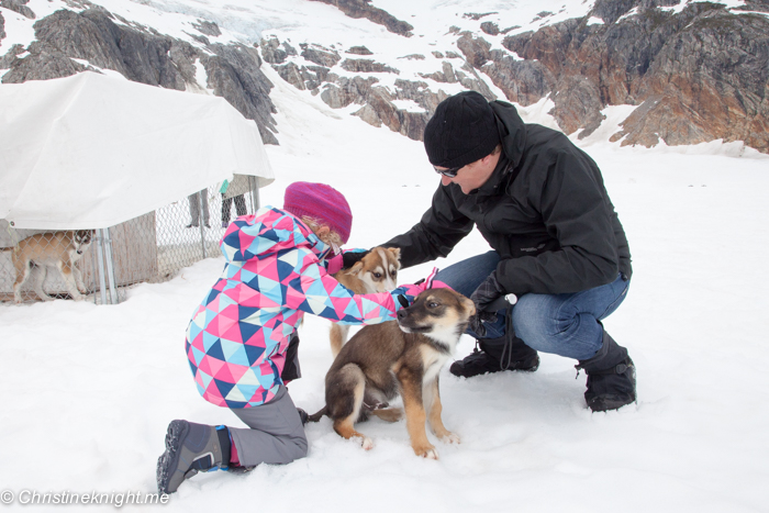 Dog Sledding In Juneau on the Norris Glacier Alaska