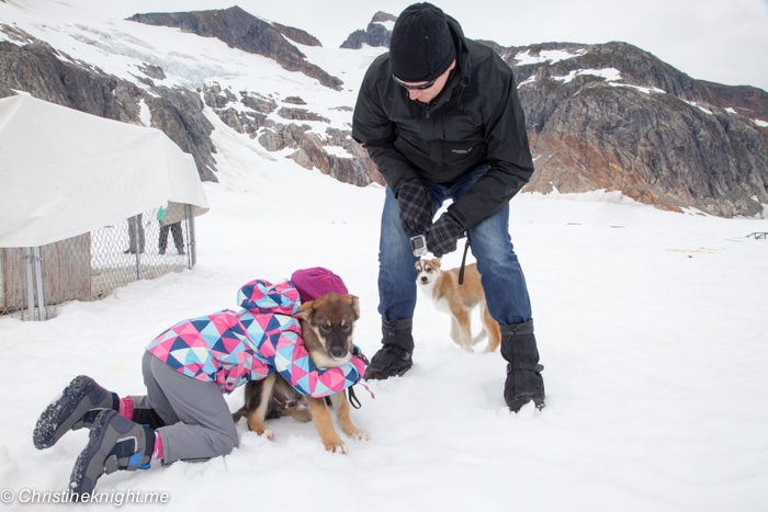 Dog Sledding In Juneau on the Norris Glacier Alaska