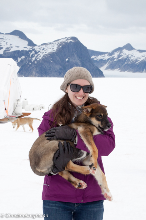 Dog Sledding In Juneau on the Norris Glacier Alaska