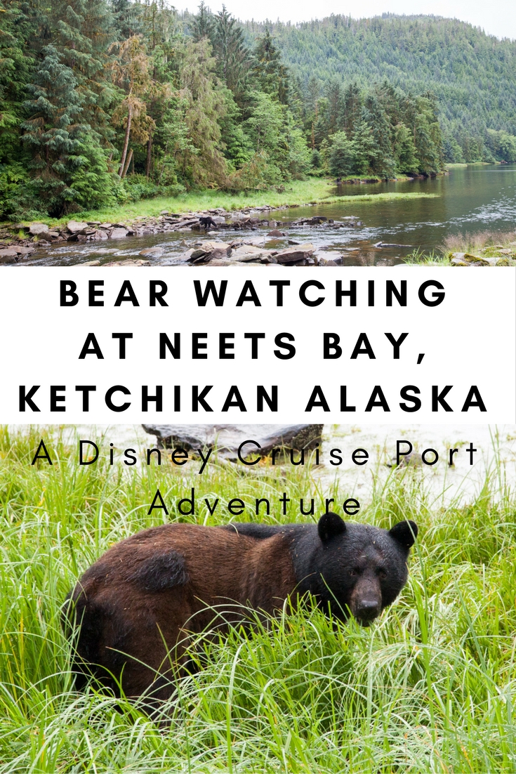 A Disney Cruise Port Adventure: Bear Watching at Neets Bay, Ketchikan Alaska