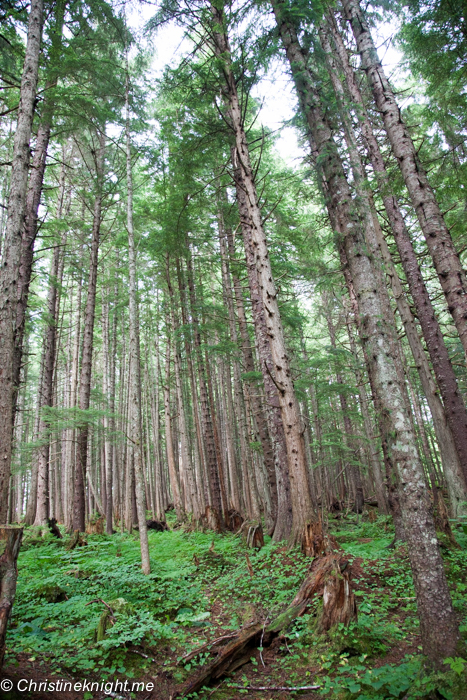 Icy Strait Point Alaska