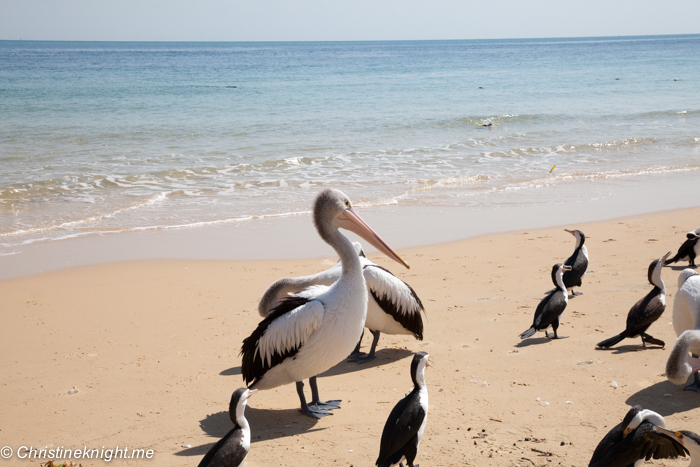 What To See And Do At Tangalooma Island Resort, Moreton Island, Queensland