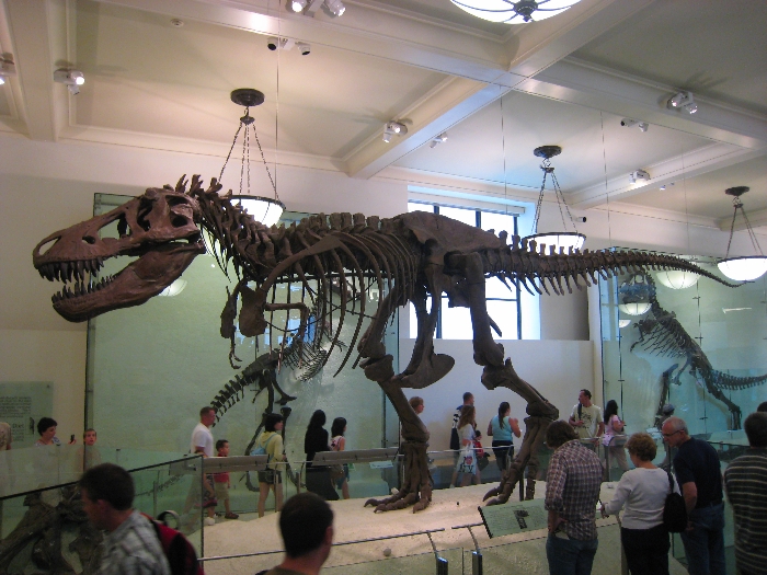 NYC - AMNH: Milstein Hall of Ocean Life - Sperm Whale and …