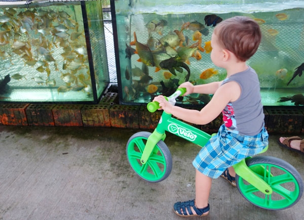 Y Velo Balance Bike - Brunch With My Baby Singapore