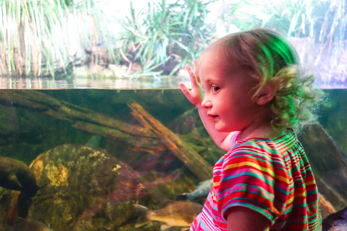 big city adventure sydney aquarium