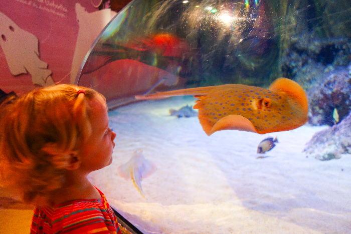#sealife #sydney #aquarium #australia via brunchwithmybaby.com