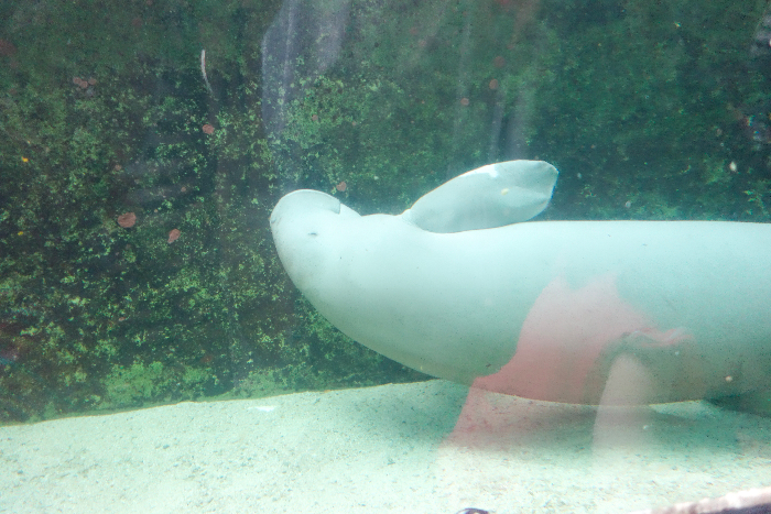#sealife #sydney #aquarium #australia via brunchwithmybaby.com