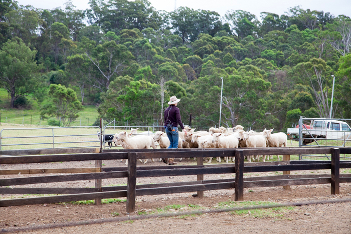 #Calmsley Hill City Farm via brunchwithmybaby.com