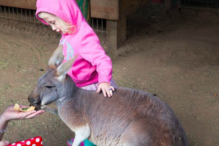 Featherdale #Wildlife Park #Sydney #Australia via brunchwithmybaby.com