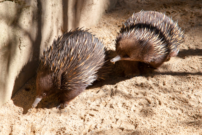 Featherdale #Wildlife Park #Sydney #Australia via brunchwithmybaby.com