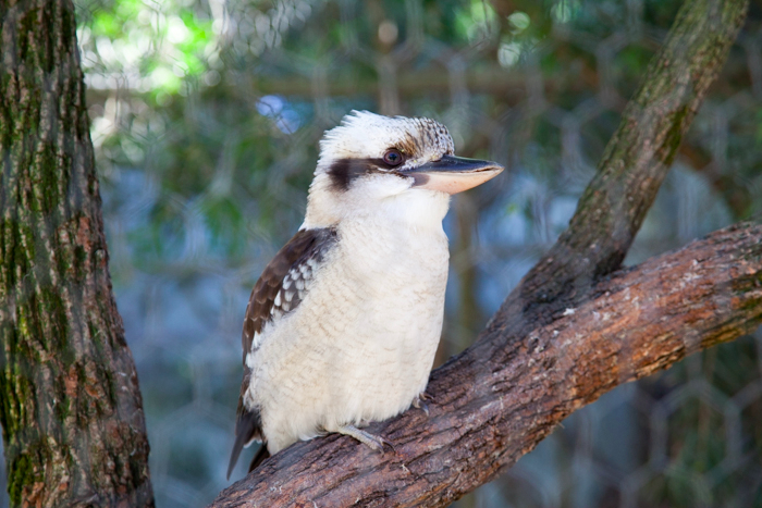 Featherdale #Wildlife Park #Sydney #Australia via brunchwithmybaby.com