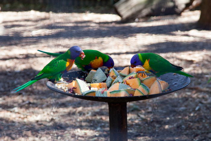 Featherdale #Wildlife Park #Sydney #Australia via brunchwithmybaby.com