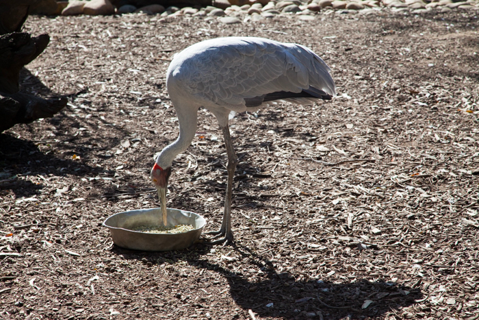 Featherdale #Wildlife Park #Sydney #Australia via brunchwithmybaby.com