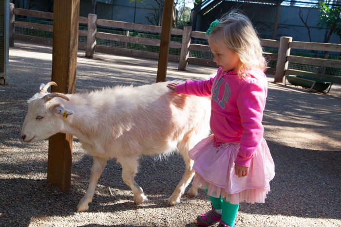 Featherdale #Wildlife Park #Sydney #Australia via brunchwithmybaby.com