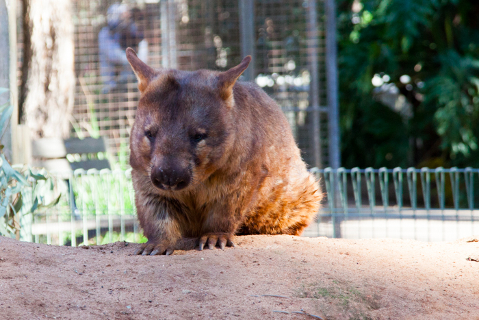 Featherdale #Wildlife Park #Sydney #Australia via brunchwithmybaby.com