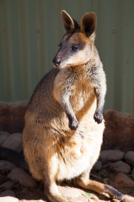 Featherdale #Wildlife Park #Sydney #Australia via brunchwithmybaby.com