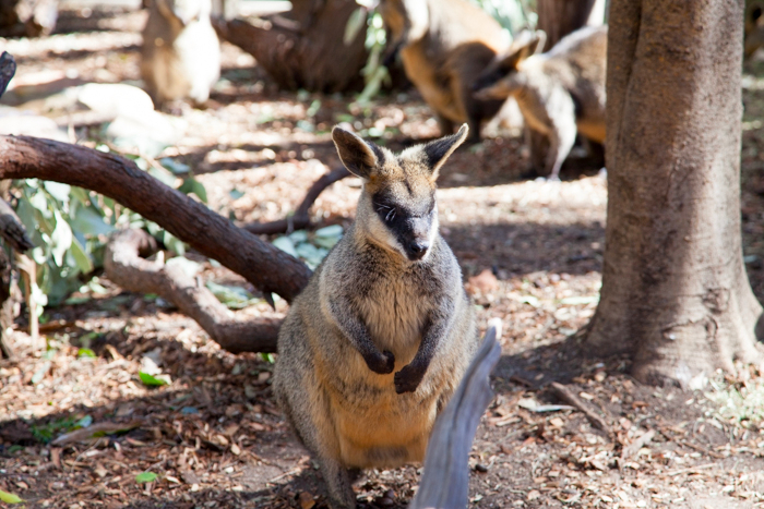 Featherdale #Wildlife Park #Sydney #Australia via brunchwithmybaby.com