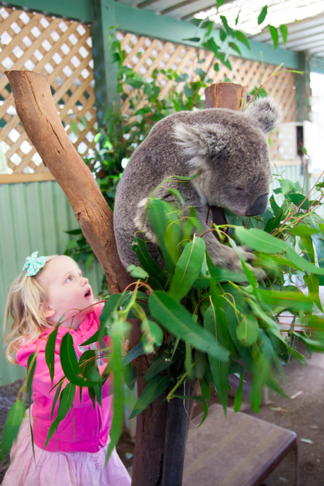 Featherdale #Wildlife Park #Sydney #Australia via brunchwithmybaby.com