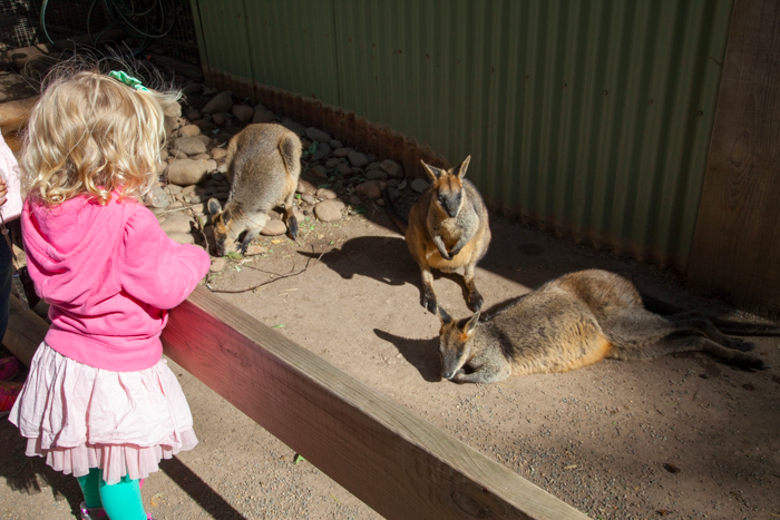 Featherdale #Wildlife Park #Sydney #Australia via brunchwithmybaby.com