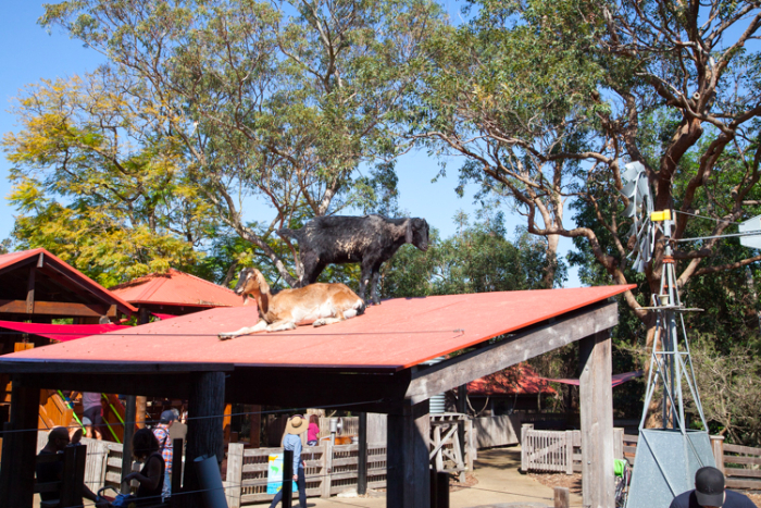 A Guide to #Taronga Zoo With Little Kids #Sydney via brunchwithmybaby.com