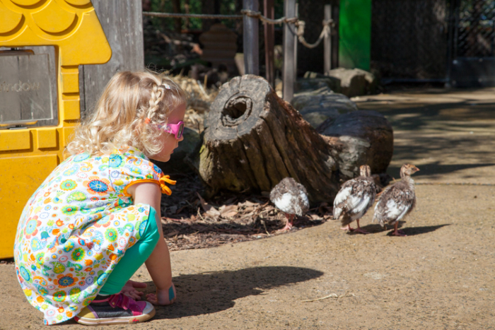 A Guide to #Taronga Zoo With Little Kids #Sydney via brunchwithmybaby.com