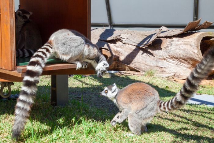 A Guide to #Taronga Zoo With Little Kids #Sydney via brunchwithmybaby.com