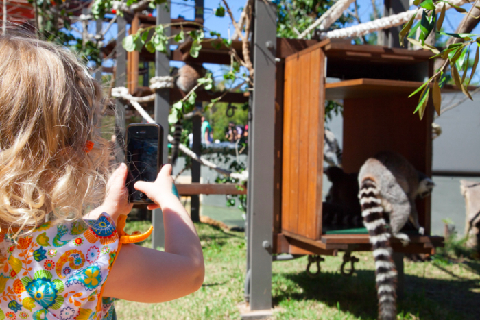 A Guide to #Taronga Zoo With Little Kids #Sydney via brunchwithmybaby.com