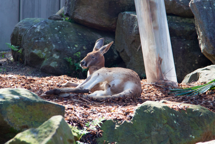 A Guide to #Taronga Zoo With Little Kids #Sydney via brunchwithmybaby.com