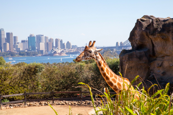 A Guide to #Taronga Zoo With Little Kids #Sydney via brunchwithmybaby.com