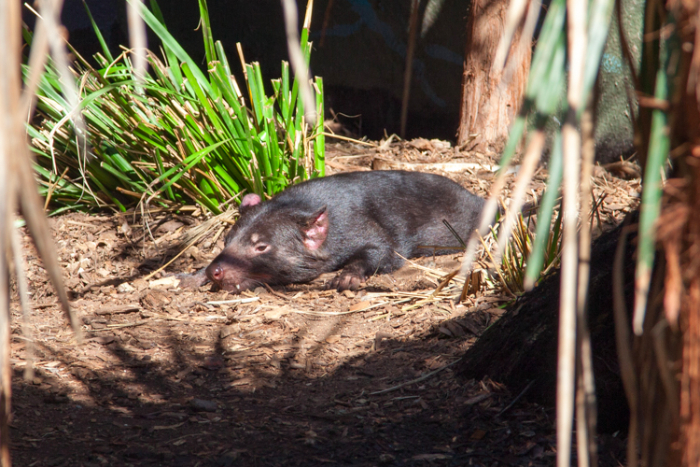 A Guide to #Taronga Zoo With Little Kids #Sydney via brunchwithmybaby.com