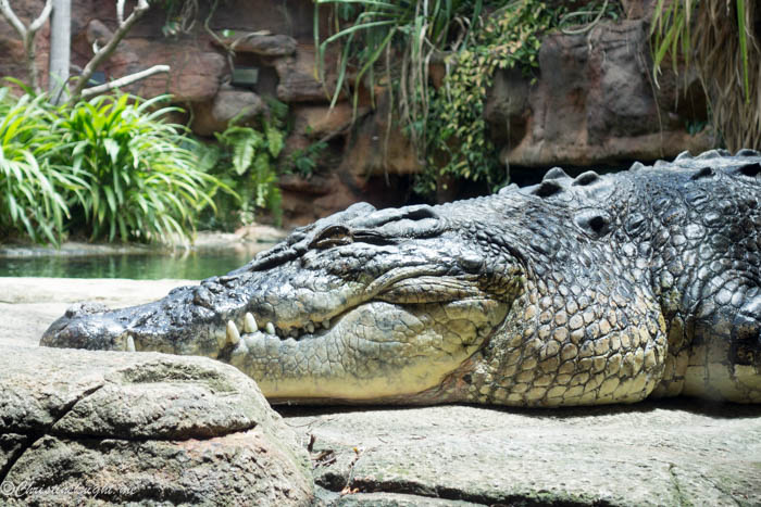 Wild Life Sydney Zoo via christineknight.me