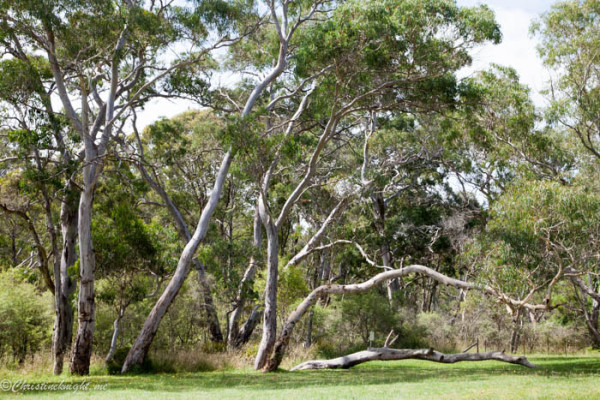 Sydney Day Trips With Kids: Minni Ha Ha Falls, Katoomba - Adventure, baby!