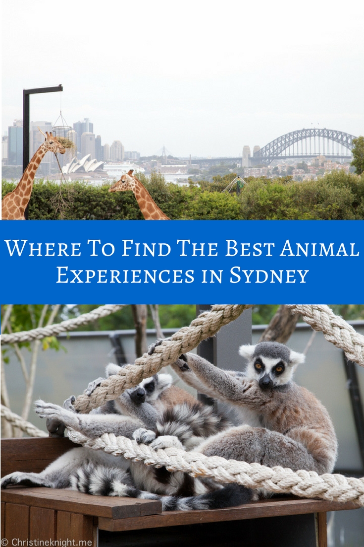 Animal Experiences Sydney Australia