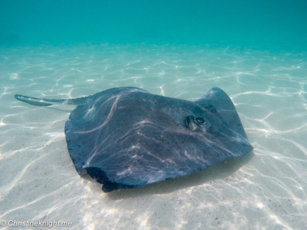 A Disney Cruise Port of Call: Castaway Cay & Stingray Adventure ...