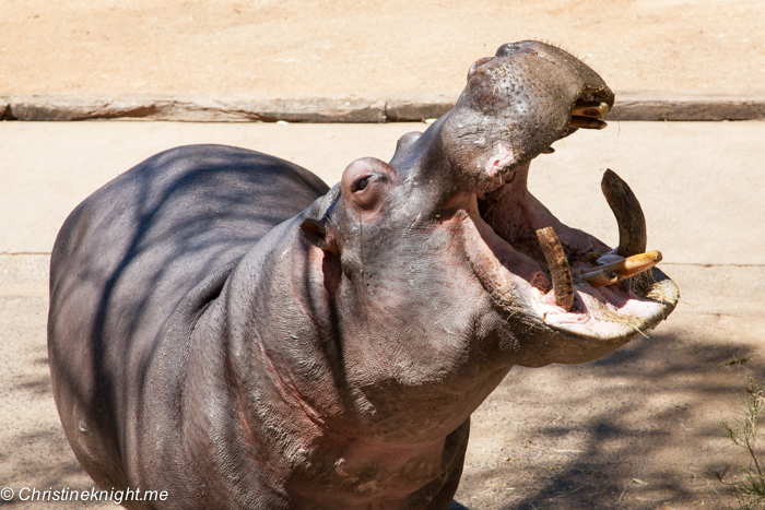 9 Tips For Visiting Taronga Western Plains Zoo, Dubbo, Australia