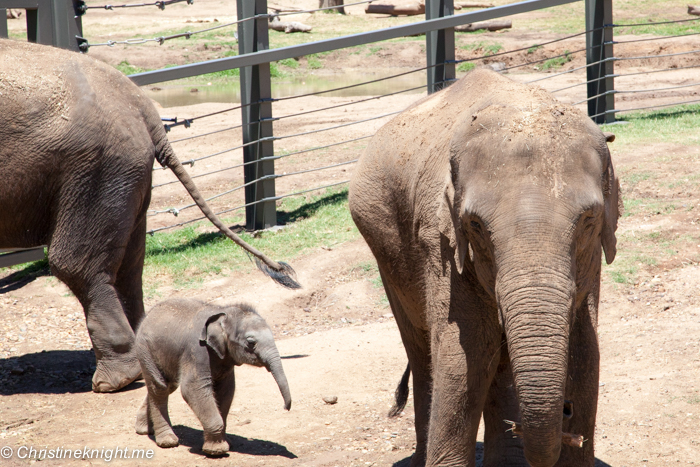 Top Tips For Visiting Taronga Western Plains Zoo Dubbo - Adventure, baby!