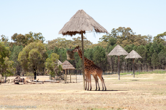 Staying at the Zoofari Lodge, Taronga Western Plains Dubbo Zoo, Australia