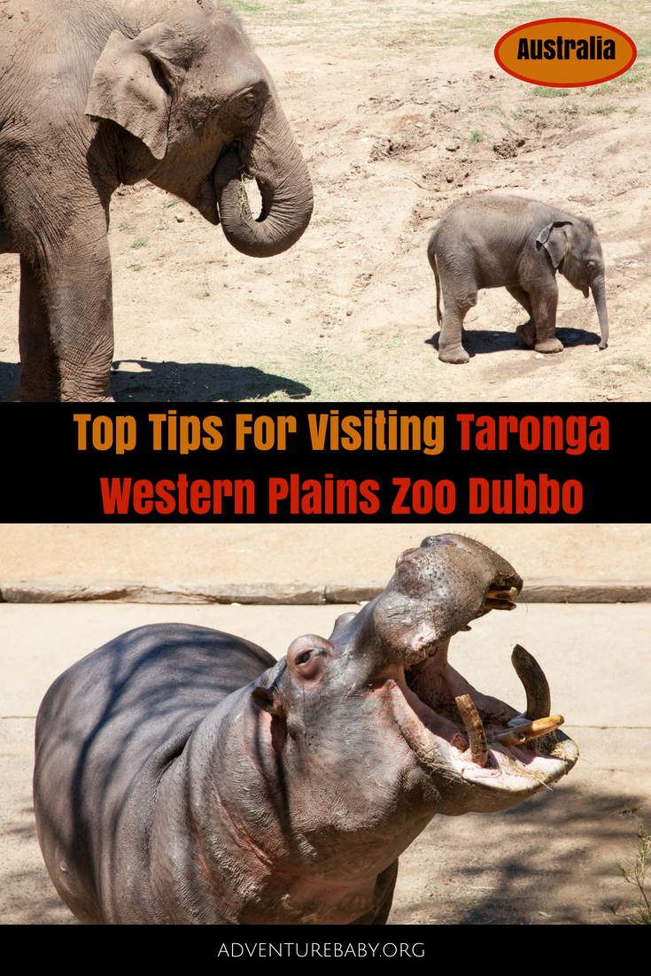Top Tips For Visiting Taronga Western Plains Zoo Dubbo, Australia
