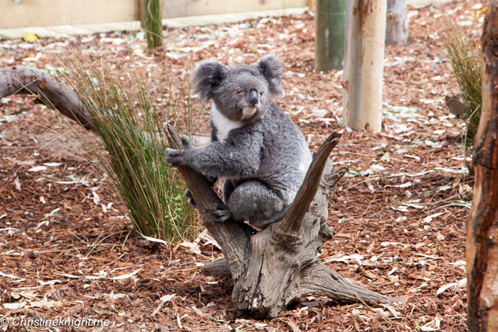 The Best Place To Meet A Koala in Sydney