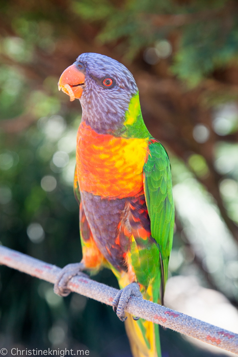 Canberra Walk-In Aviary, Australia